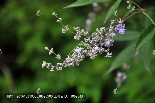 花之物語(yǔ)