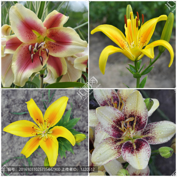 百合花