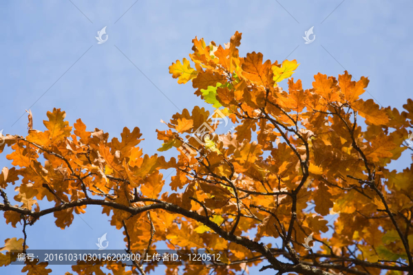 橡樹紅葉