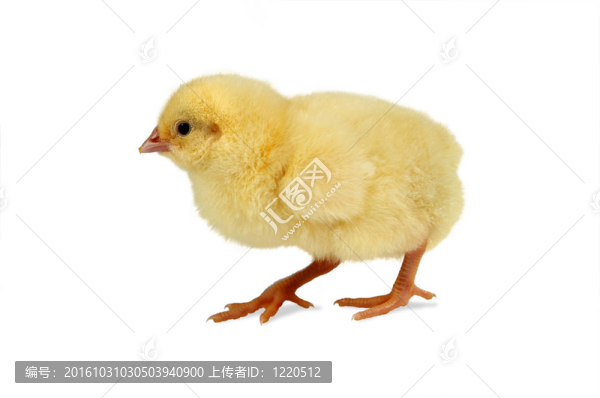 走雞