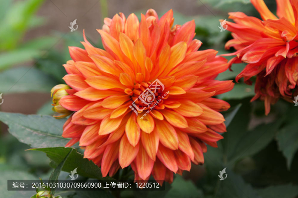 紅色的大麗花
