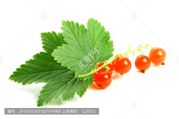 紅醋栗