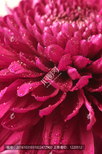 菊花特寫(xiě)