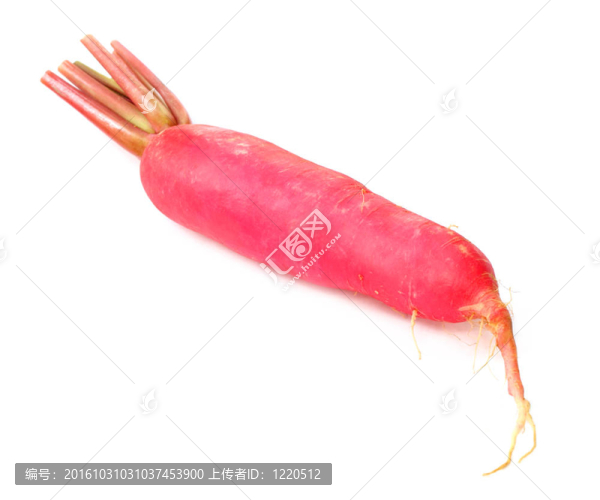 鮮蘿卜