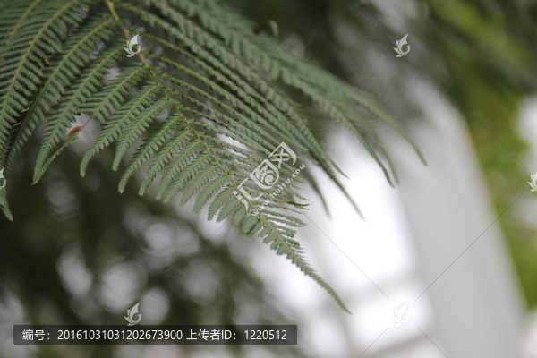 蕨類植物自然綠色環(huán)境