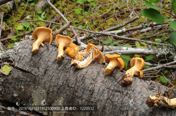 雞油菌