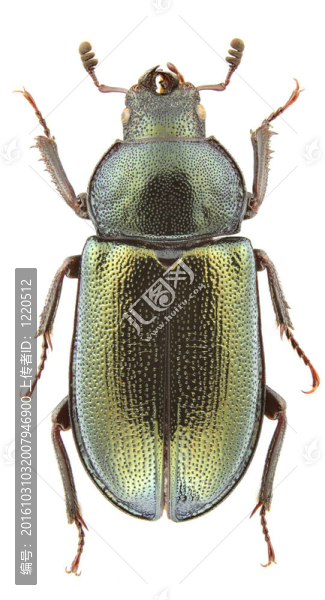 caraboides,Platycerus