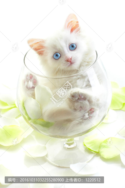 一只白色的小貓在一個玻璃酒杯里。