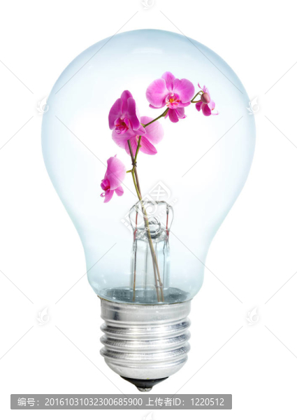 一束蘭花electrobulb