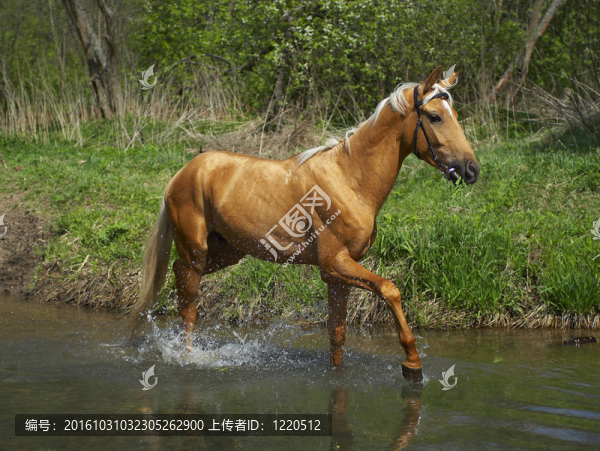 馬在水