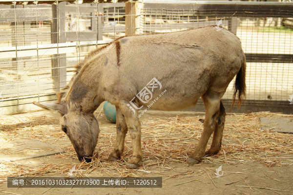 在動物園里的一頭驢
