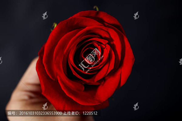 男子手持紅玫瑰