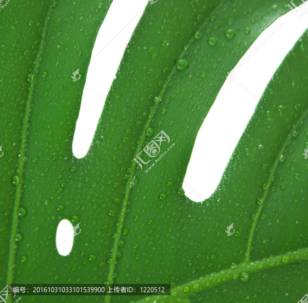 一個蓬萊葉