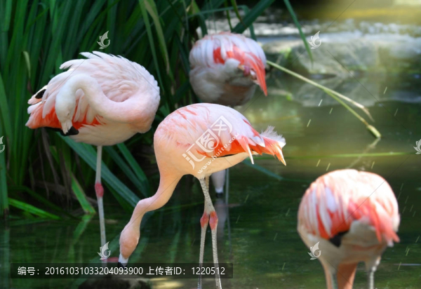 火烈鳥