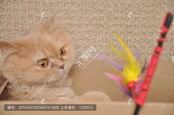 波斯貓玩玩具