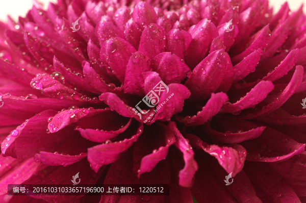 菊花特寫