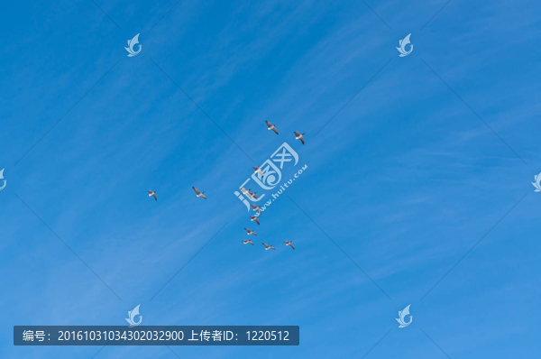 加拿大鵝群