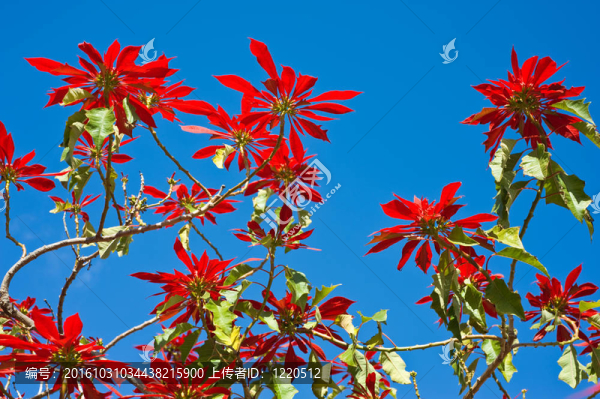 紅色的花和藍(lán)色的天空