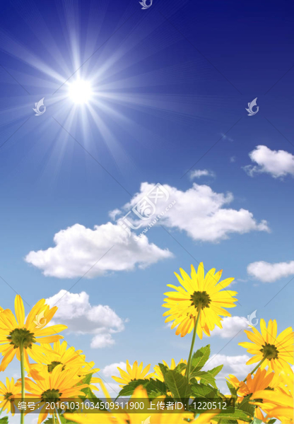 陽光和鮮花