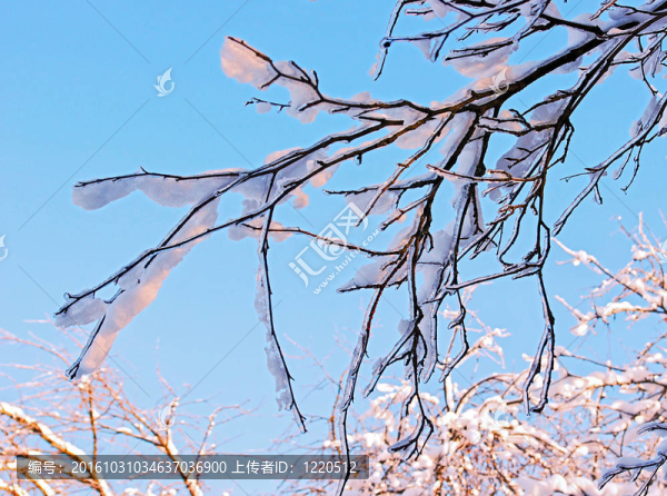 樹枝上覆蓋著冰雪