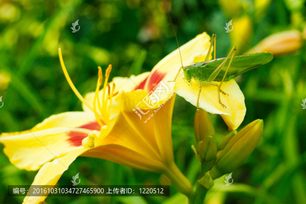 百合花