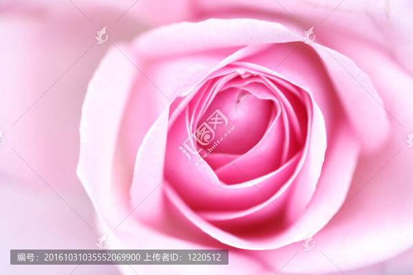 粉紅色的玫瑰