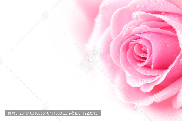 粉紅色的玫瑰