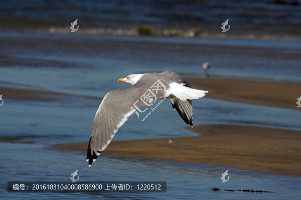 海鷗