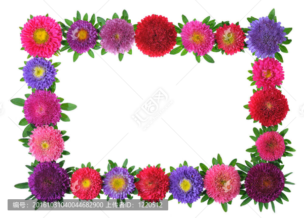 豐富多彩的紫苑花框