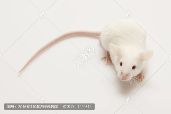 灰色的孩子可愛的老鼠
