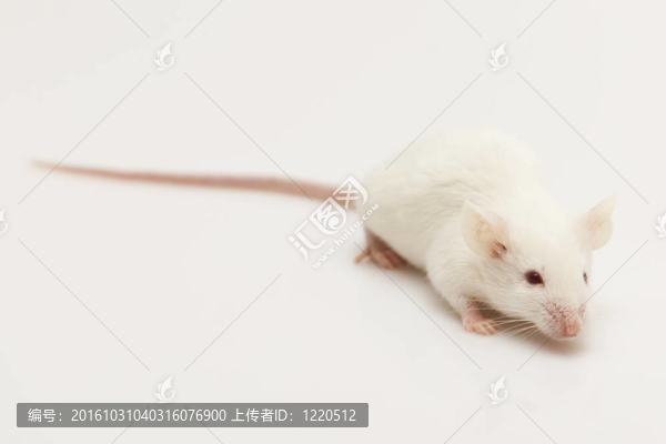 灰色的孩子可愛的老鼠