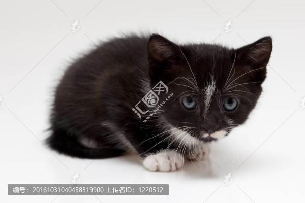 小黑貓