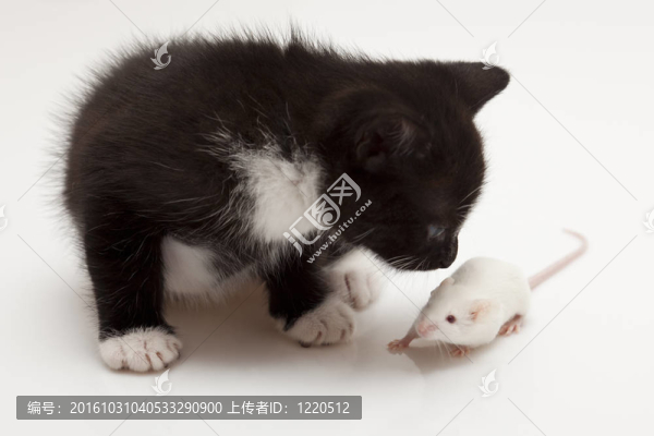 兒童貓和灰色老鼠