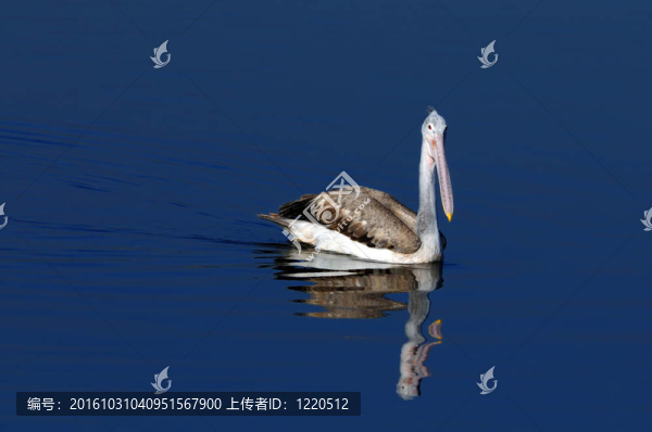斑嘴鵜鶘