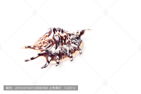 貝殼