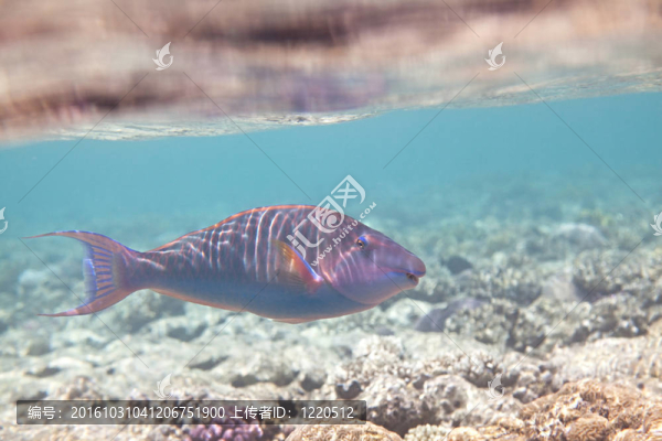 candelamoa鸚嘴魚