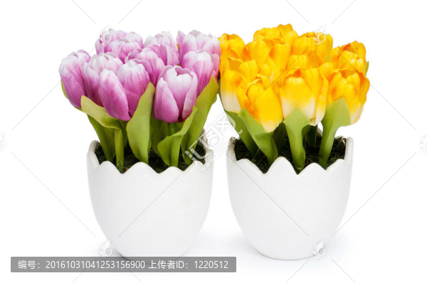 五顏六色的郁金香花在白壺里