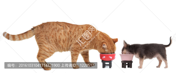 奇瓦瓦小狗和紅小貓正在吃它們在白色背景下孤立的飯菜