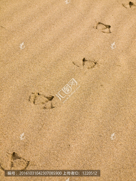 海鷗腳印在沙灘上晴天