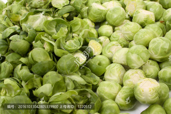 布魯塞爾豆芽；