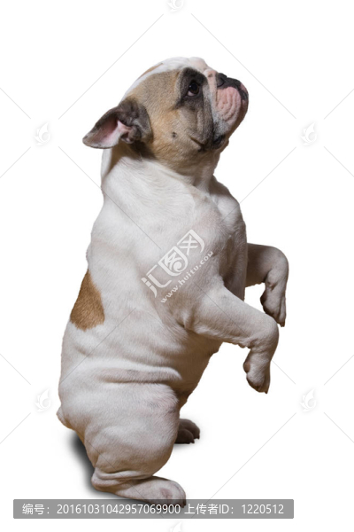 法國(guó)斗牛犬