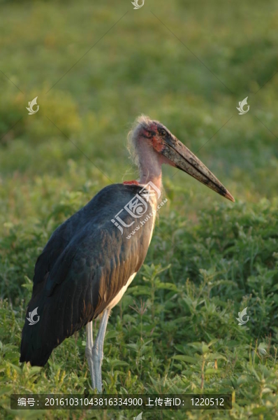 丑女Maribou,Stork