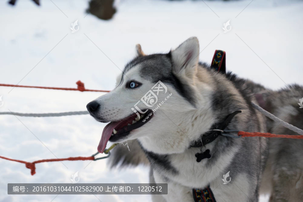 兩哈士奇狗站在雪中