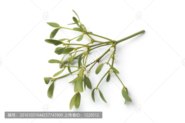 新鮮的槲寄生樹枝