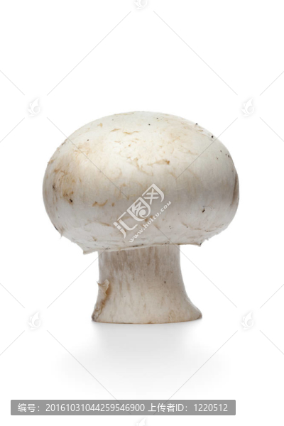 整個(gè)單鮮香菇