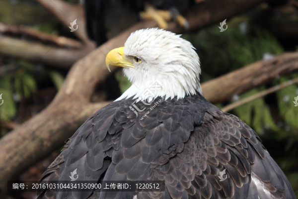 禿頭鷹。瓦城西北野生動物園照片。