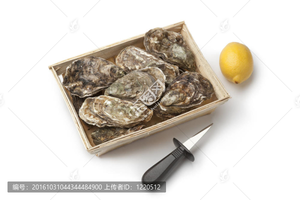 盒子里的新鮮生牡蠣