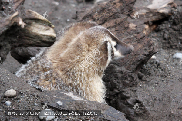 Badger。