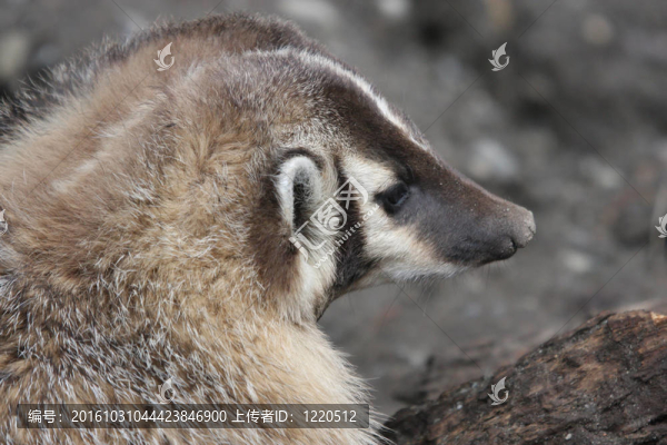 Badger。