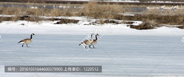 加拿大鵝。照片攝于下克拉馬斯國(guó)家野生動(dòng)物保護(hù)區(qū)；CA.